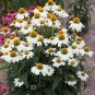 'Pow Wow' White Echinacea Coneflower 100 PCS Seeds
