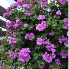 'Precision Amethyst' Ivy Geranium Plant 10 PCS Seeds