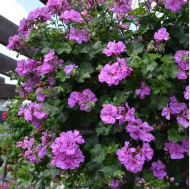 'Precision Amethyst' Ivy Geranium Plant 10 PCS Seeds