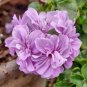 'Precision Amethyst' Ivy Geranium Plant 10 PCS Seeds