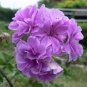 'Precision Amethyst' Ivy Geranium Plant 10 PCS Seeds