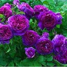 'Pu bu' Purple Big Blooms Climbing Rose 50 PCS Seeds 'Pu bu' Purple Big Blooms Climbing Rose 50 PCS Seeds