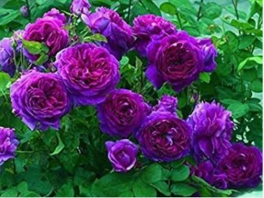 'Pu bu' Purple Big Blooms Climbing Rose 50 PCS Seeds