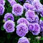 'Pu bu' Purple Big Blooms Climbing Rose 50 PCS Seeds