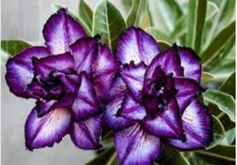'Purple Angel' Adenium Desert Rose 2 PCS Seeds