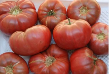 'Purple Shengnv' Indeterminate Tomato 300 PCS Seeds