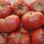 'Purple Shengnv' Indeterminate Tomato 300 PCS Seeds