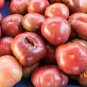 'Purple Shengnv' Indeterminate Tomato 300 PCS Seeds