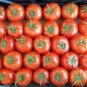 'Purple Shengnv' Indeterminate Tomato Organic 300 PCS Seeds