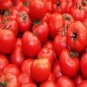 'Purple Shengnv' Indeterminate Tomato Organic 300 PCS Seeds