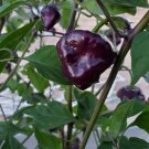 'Purple UFO' Purple Hot Chilli 30 PCS Seeds