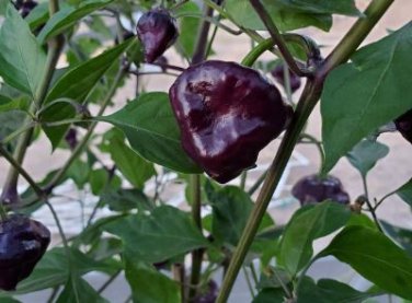 'Purple UFO' Purple Hot Chilli 30 PCS Seeds