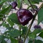 'Purple UFO' Purple Hot Chilli 30 PCS Seeds