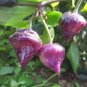 'Purple UFO' Purple Hot Chilli 30 PCS Seeds