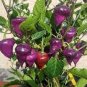 'Purple UFO' Purple Hot Chilli 30 PCS Seeds