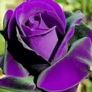'Qi pai' Purple Big Blooms Rose Tree 50 PCS Seeds 'Qi pai' Purple Big Blooms Rose Tree 50 PCS Seeds