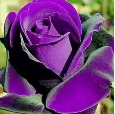 'Qi pai' Purple Big Blooms Rose Tree 50 PCS Seeds
