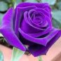 'Qi pai' Purple Big Blooms Rose Tree 50 PCS Seeds