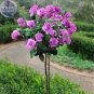 'Qi pai' Purple Big Blooms Rose Tree 50 PCS Seeds
