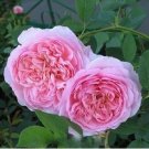 'Qiao San' Big Pink Turbine-like Climbing Rose Plant 50 PCS Seeds 'Qiao San' Big Pink Turbine-like Climbing Rose Plant 50 PCS Seeds