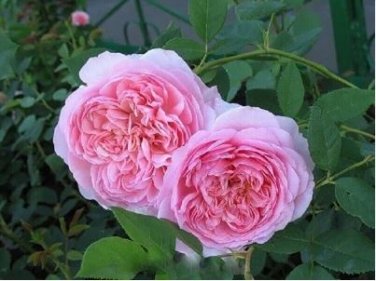 'Qiao San' Big Pink Turbine-like Climbing Rose Plant 50 PCS Seeds