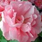 'Qiao San' Big Pink Turbine-like Climbing Rose Plant 50 PCS Seeds