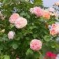 'Qiao San' Big Pink Turbine-like Climbing Rose Plant 50 PCS Seeds
