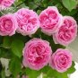 'Qiao San' Big Pink Turbine-like Climbing Rose Plant 50 PCS Seeds