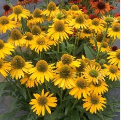 'Qiji' Orange Echinacea Purpurea Coneflower with Green Eye 100 PCS Seedss