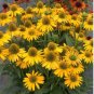 'Qiji' Orange Echinacea Purpurea Coneflower with Green Eye 100 PCS Seedss