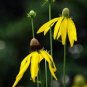 'Qiji' Orange Echinacea Purpurea Coneflower with Green Eye 100 PCS Seedss