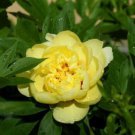 'Qiu Huang' Ball-typed Yellow Peony Flowers Seeds Fresh Yellow Double Flowers 100 PCS Seeds 'Qiu Huang' Ball-typed Yellow Peony Flowers Seeds Fresh Yellow Double Flowers 100 PCS Seeds