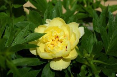 'Qiu Huang' Ball-typed Yellow Peony Flowers Seeds Fresh Yellow Double Flowers 100 PCS Seeds