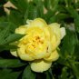 'Qiu Huang' Ball-typed Yellow Peony Flowers Seeds Fresh Yellow Double Flowers 100 PCS Seeds