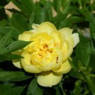 'Qiu Huang' Ball-typed Yellow Peony Flowers Seeds Fresh Yellow Double Flowers 1000 PCS Seeds 'Qiu Huang' Ball-typed Yellow Peony Flowers Seeds Fresh Yellow Double Flowers 1000 PCS Seeds