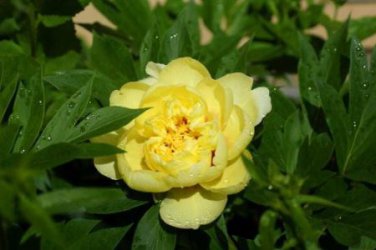'Qiu Huang' Ball-typed Yellow Peony Flowers Seeds Fresh Yellow Double Flowers 1000 PCS Seeds