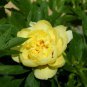 'Qiu Huang' Ball-typed Yellow Peony Flowers Seeds Fresh Yellow Double Flowers 1000 PCS Seeds