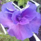 'QIYU' Adenium Light Purple Double Petals with Few White Color Flowers 2 Seeds 'QIYU' Adenium Light Purple Double Petals with Few White Color Flowers 2 Seeds