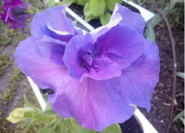 'QIYU' Adenium Light Purple Double Petals with Few White Color Flowers 2 Seeds