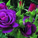 'Qun feng' Light Purple Rose Tree 50 PCS Seeds 'Qun feng' Light Purple Rose Tree 50 PCS Seeds