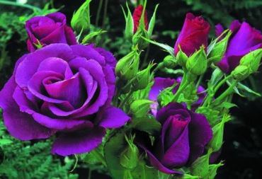 'Qun feng' Light Purple Rose Tree 50 PCS Seeds
