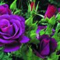 'Qun feng' Light Purple Rose Tree 50 PCS Seeds