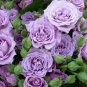 'Qun feng' Light Purple Rose Tree 50 PCS Seeds