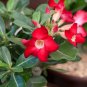 'Red Cherry' Adenium Desert Rose 2 PCS Seeds