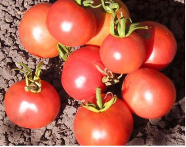 'Red Flat Peach' Indeterminate Tomato Organic 300 PCS Seeds