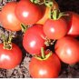 'Red Flat Peach' Indeterminate Tomato Organic 300 PCS Seeds