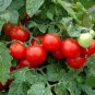 'Red Flat Peach' Indeterminate Tomato Organic 300 PCS Seeds