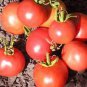 'Red Flat Peach' Indeterminate Tomato Organic 300 PCS Seeds