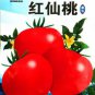 'Red Flat Peach' Indeterminate Tomato Organic 300 PCS Seeds