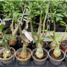 'Rumble Fish' Adenium Desert Rose 2 PCS Seeds